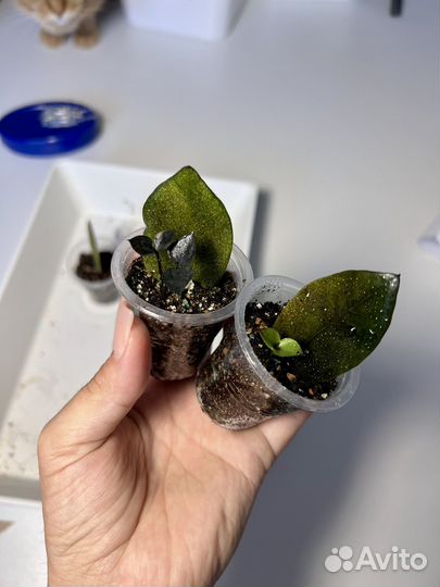 Замиокулькас черный равен