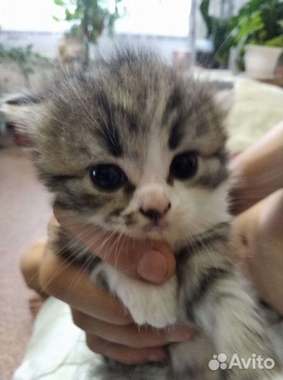 Кошка в дар бесплатно