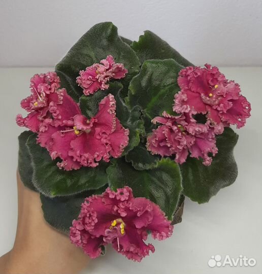 Детки фиалок сортовые лф-Дарья