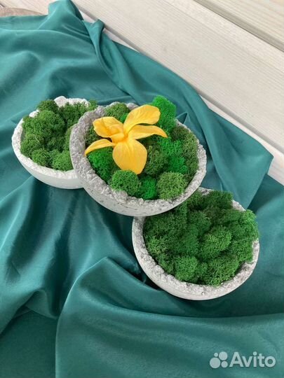 Стабилизированный мох в кашпо