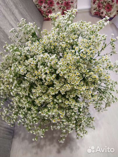 Ромашка садовая кустовая