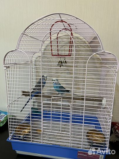 Волнистый попугай