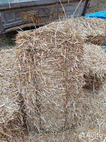Солома пшеничная в тюках