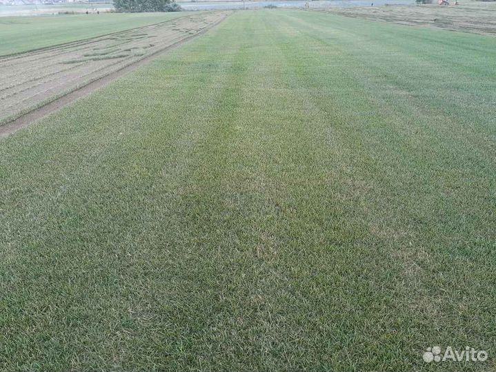 Рулонный газон, укладка, продажа