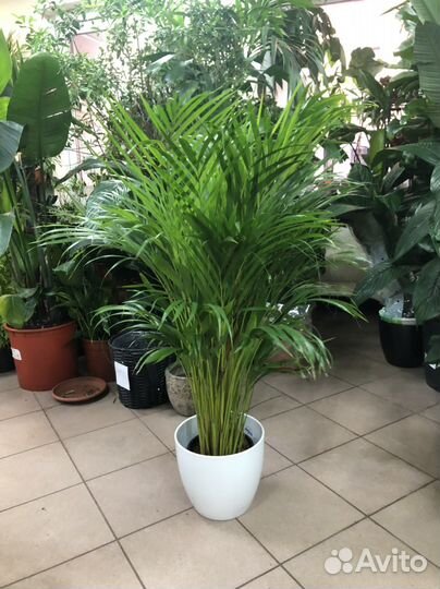 Пальма арека