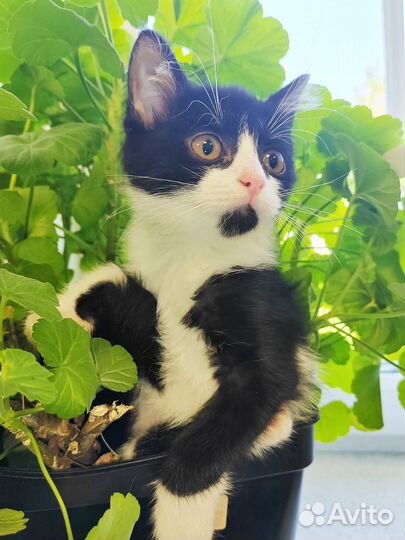 Котенок Бетти