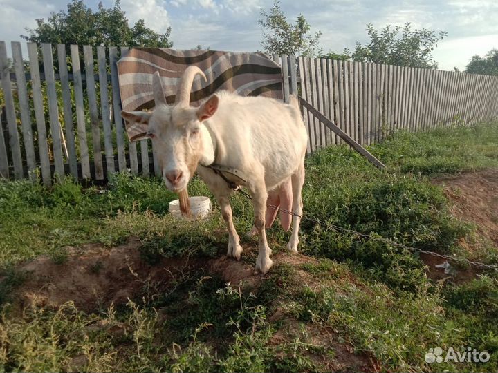Коза дойная молочная