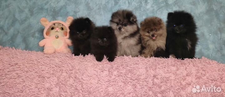 Мальтипу мини F1