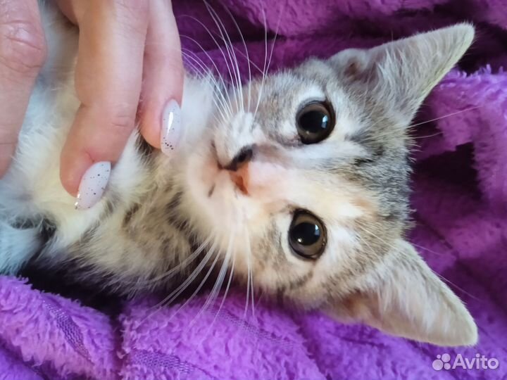 Котенок