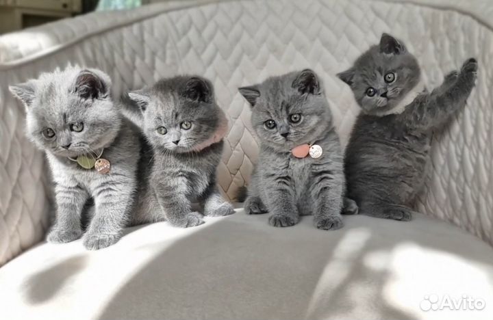 Голубые британские котята