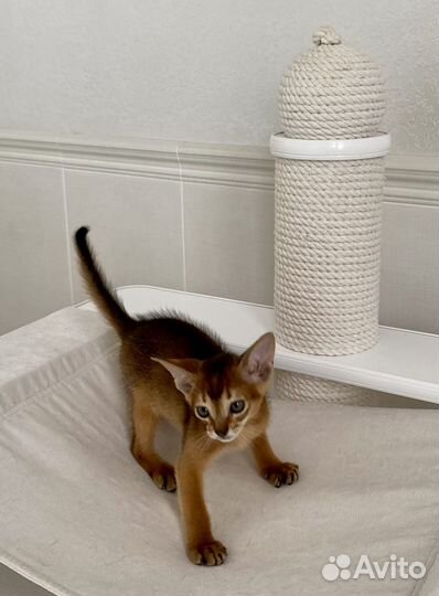 Абиссинские котята