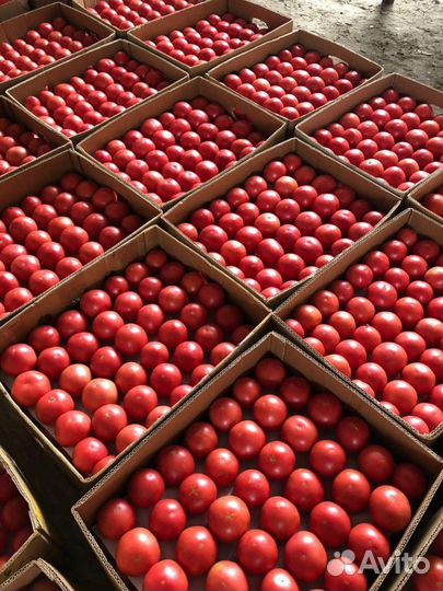 Помидоры розовые