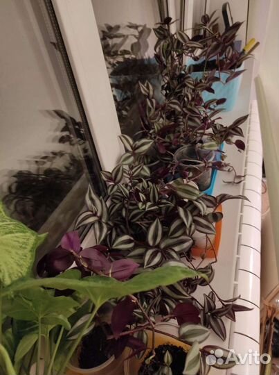 Домашние растения отростки, срезы, в горшках