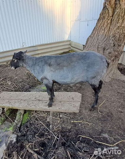 Романовский баран