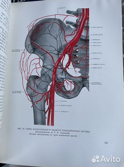 Хирургическая анатомия нижних конечностей.Кованов