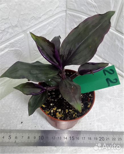 Традесканция гибазис каллизия силламонтана