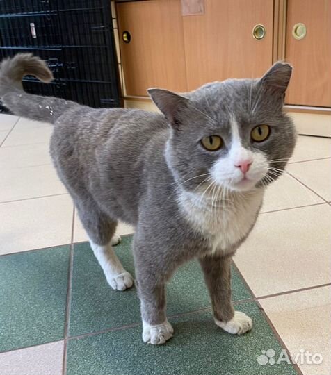 Том ищет дом