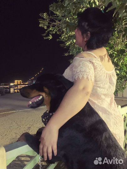 Передержка животных