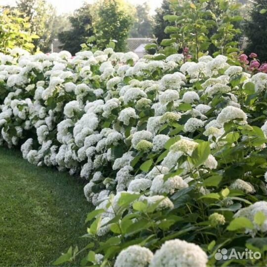 Гортензия Стронг Анабель древовидная беспл достпоч
