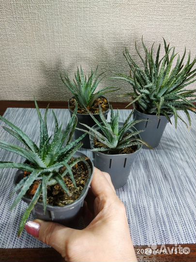 Суккуленты