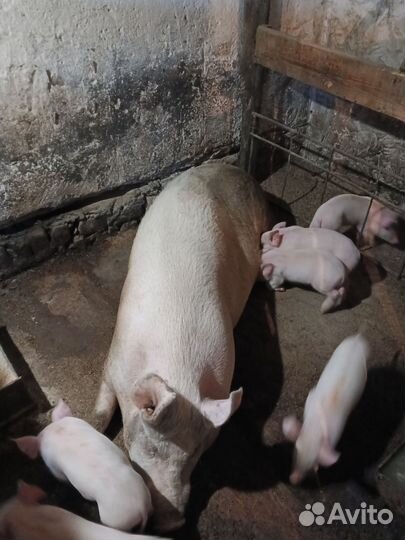 Свиноматки