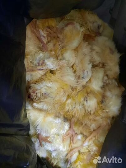 Цыплята,перепелята суточные корм