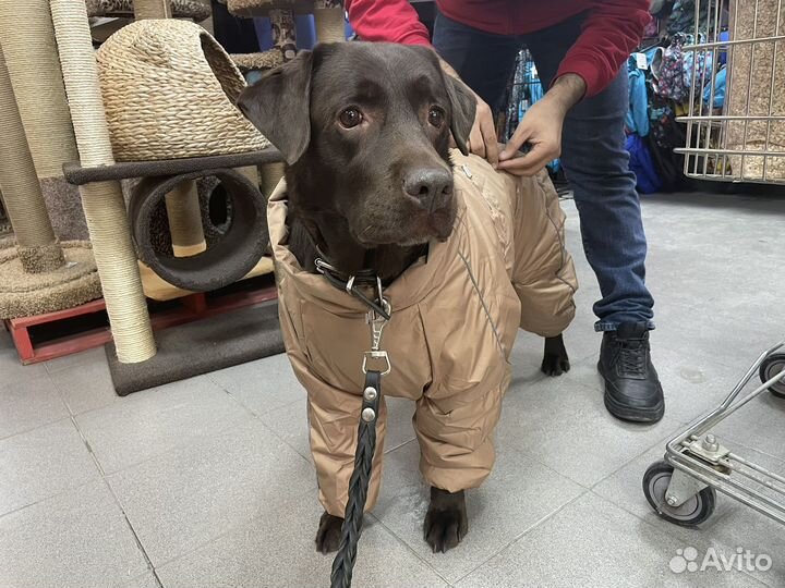 Комбинезон для собаки