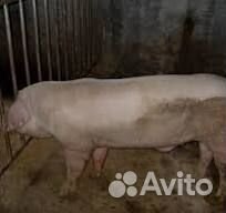 Продам поросят