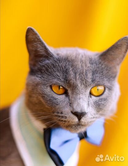 Метис британки кошка Лия