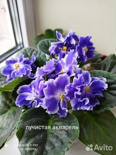 Детки сортовых фиалок и укоренившиеся листики