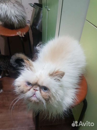 Коты на вязку