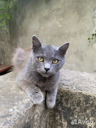 Кот молодой, воспитанный, с хорошим характером