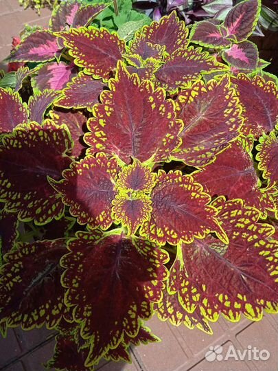 Колеус -двух и трёх цветные