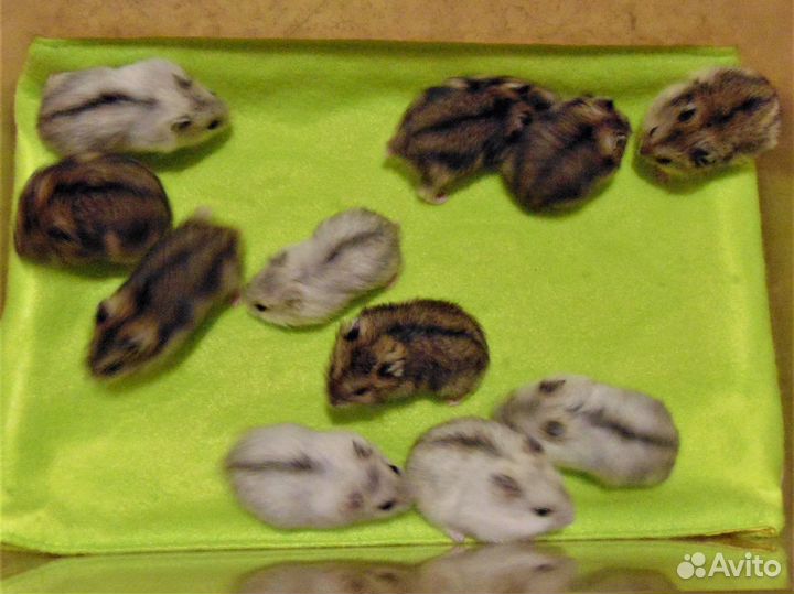 Джунгарские хомяки от заводчика, клетки, корм