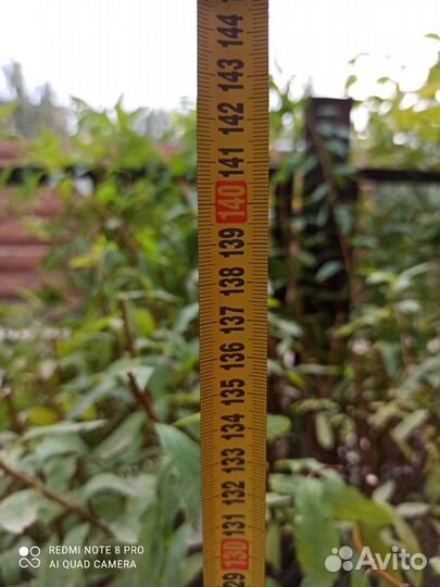 Спирея розовая, взрослый куст