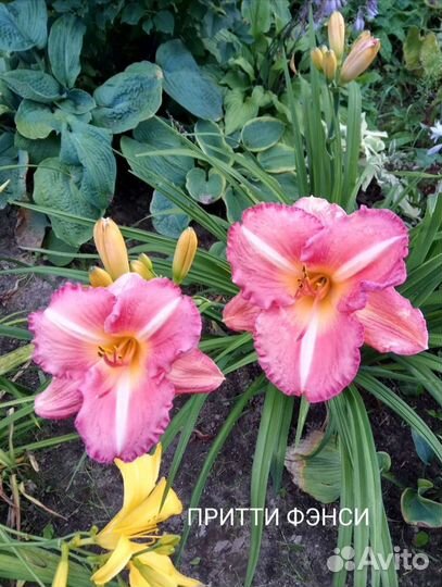 Лилейники сортовые