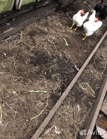 Домашняя птица