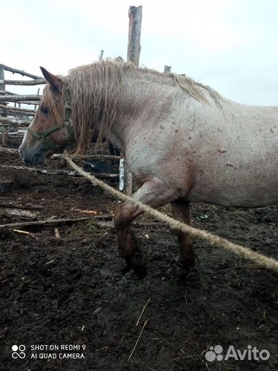 Два жеребца на племя