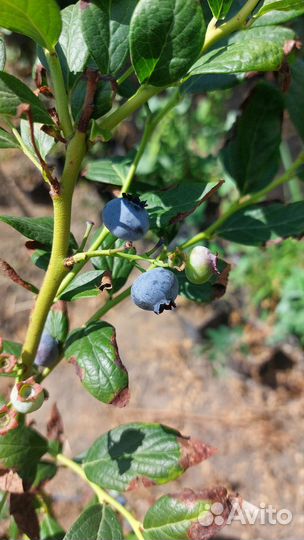 Голубика по сортам зкс