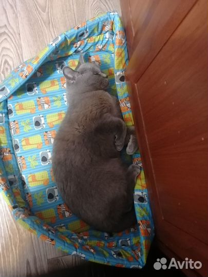 Кошечка в добрые руки