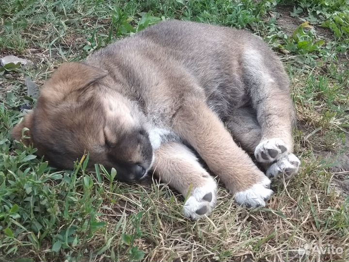 Отдам в добрые руки