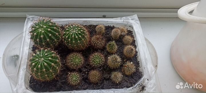 Отдам комнатные растения бесплатно