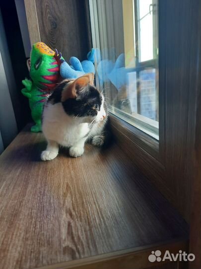 Кошечка ищет дом