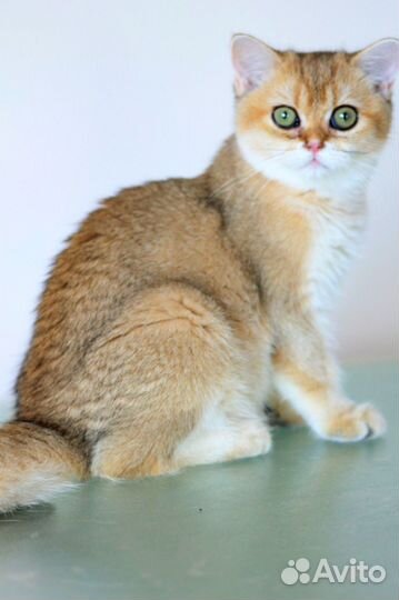 Золотые кошечки