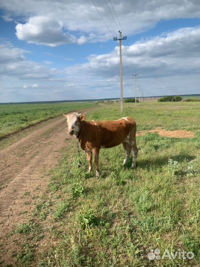 Быки, телка