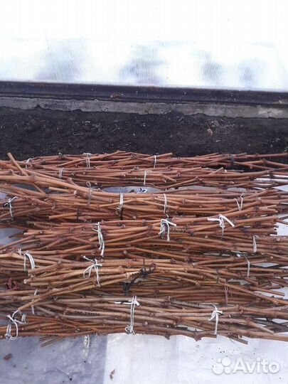 Черенки винограда