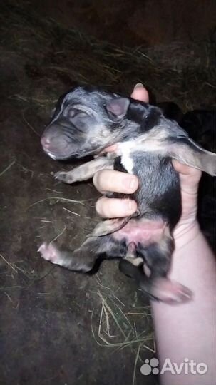 Щенки метисы в добрые руки