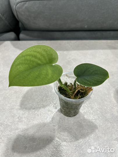 Сциндапсусы, эпипремнумы сортовые