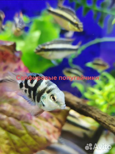 Аквариумные рыбки
