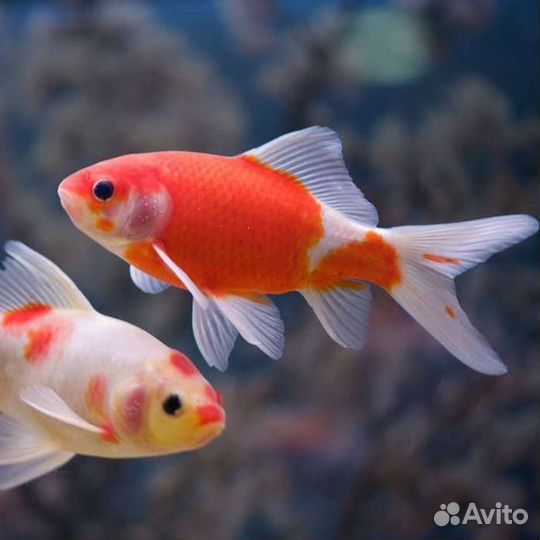 Золотая рыбка,Комета